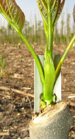Greenhouse profiles with biodegradable clips